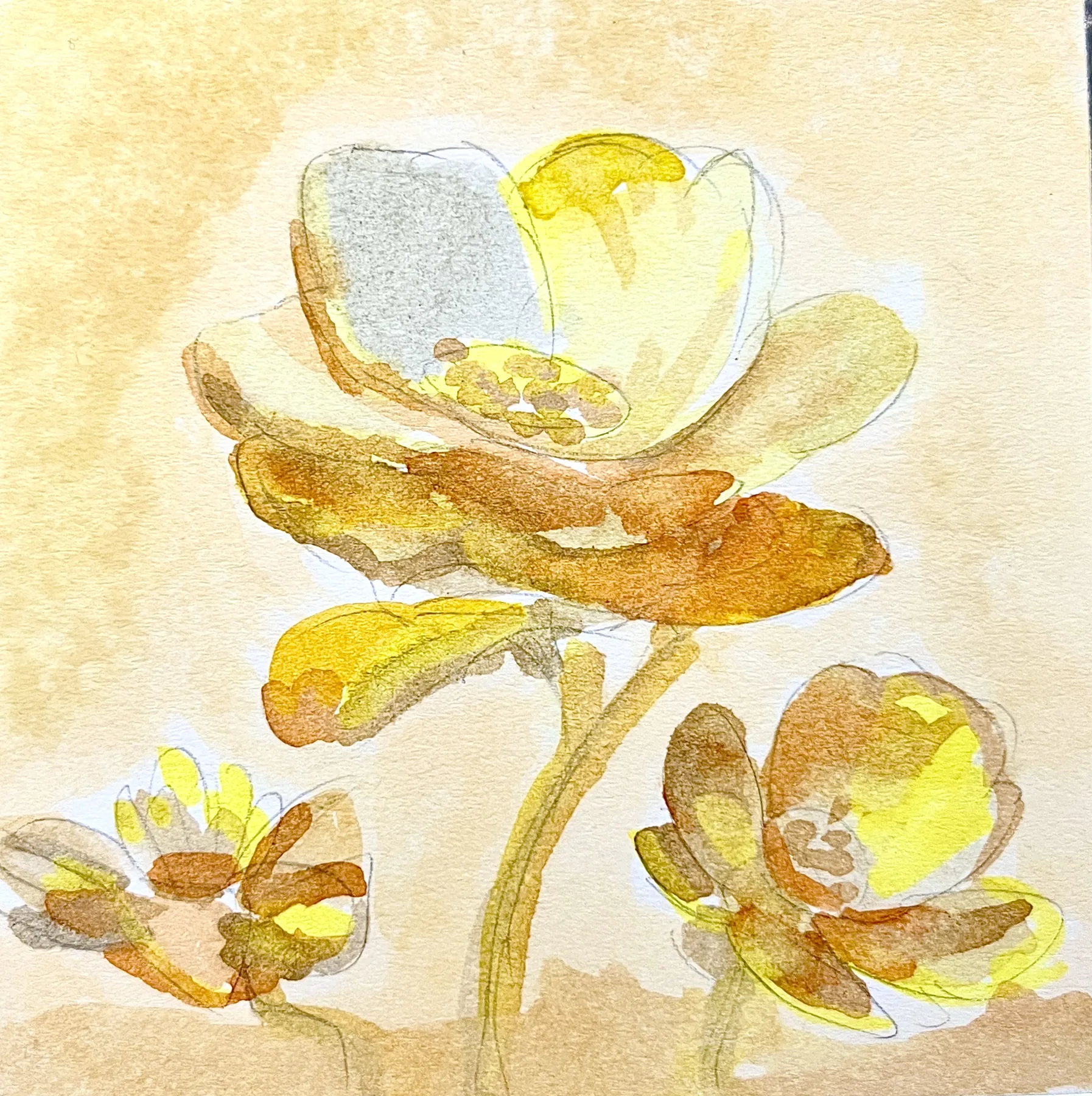 水彩花卉
